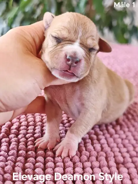 American Staffordshire Terrier photo 2