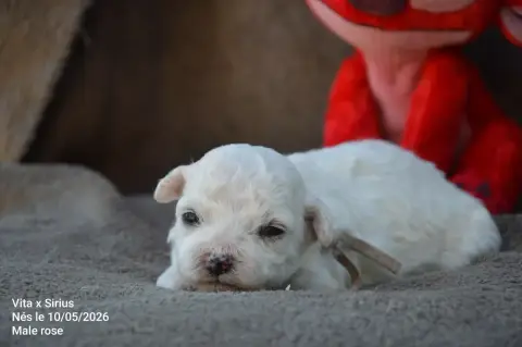 Bichon Frise  Chiot N°2 Mady'N Alphysia