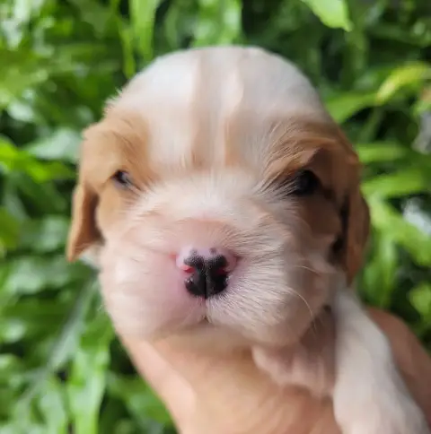 Cavalier King Charles Spaniel  Chiot N°1 Du Domaine D 1c96a