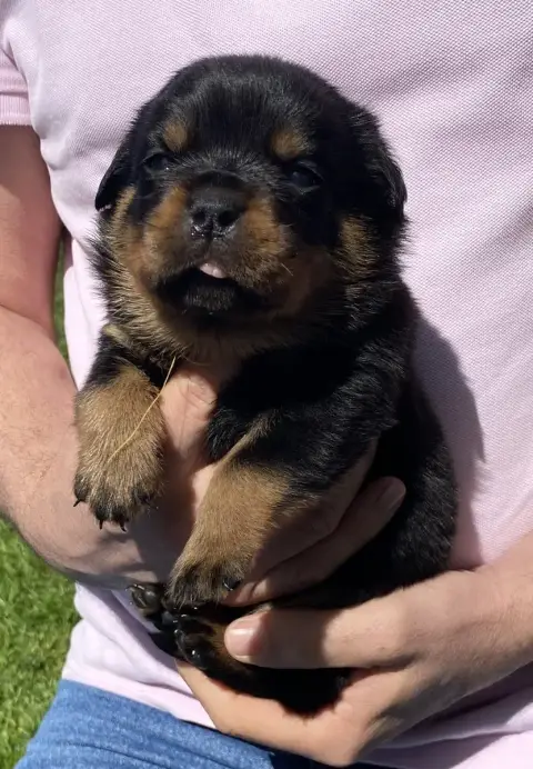 Rottweiler