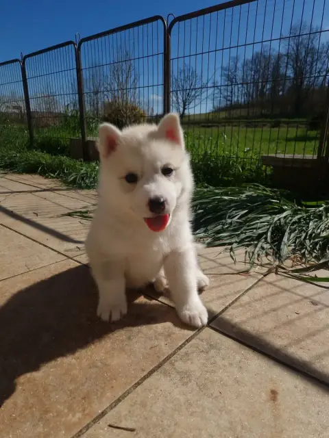 Siberian Husky  Belle Inner Spirit Legend