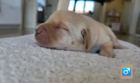 Labrador Retriever photo 2