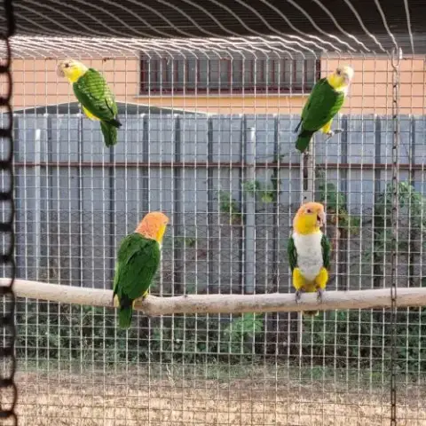 Caiques Tete Orange