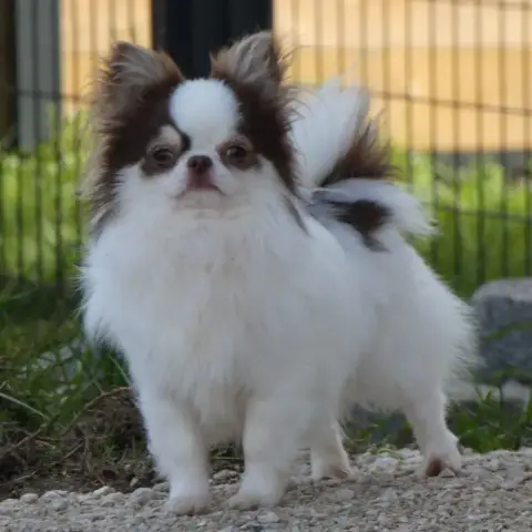 Chihuahua  Poil Long Crème De La Grande Equinoxe photo 3