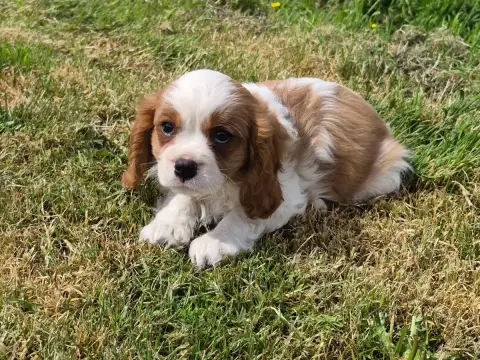 Cavalier King Charles Spaniel  Bolero De Paline photo 2