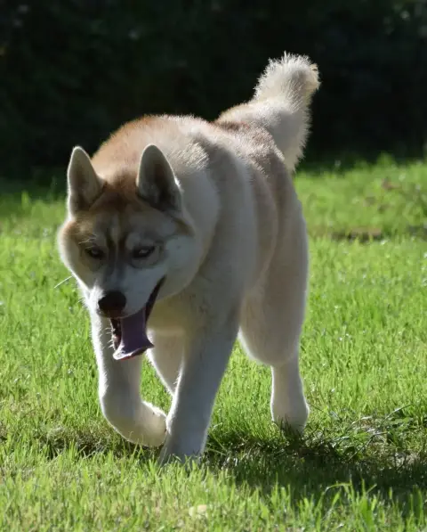 Siberian Husky  Alaska photo 3