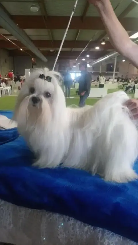 Bichon Maltais  Betty Des Brumes De Rhodanie photo 2
