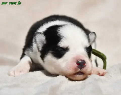 Laika De Iakoutie  Chiot 4 Des Legendes De Retz