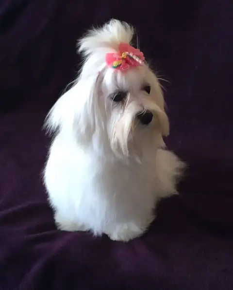 Bichon Maltais  Betty Des Brumes De Rhodanie photo 3