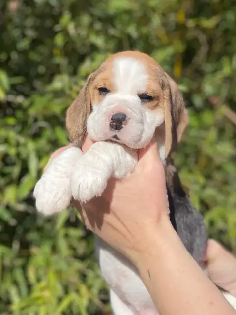 Beagle  Chiot 1 De L'Esprit Du Carbonado photo 2