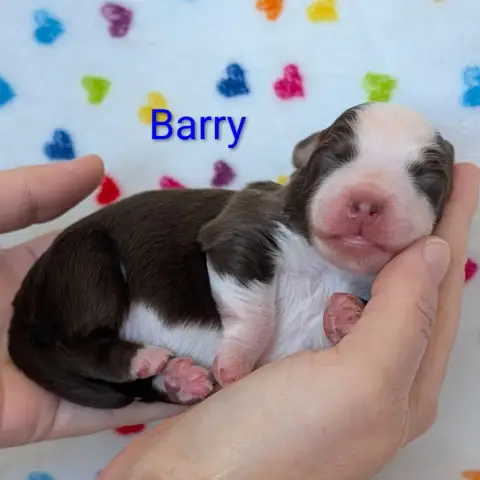 Berger Américain Miniature  Barry Of Sparkling River 4037e