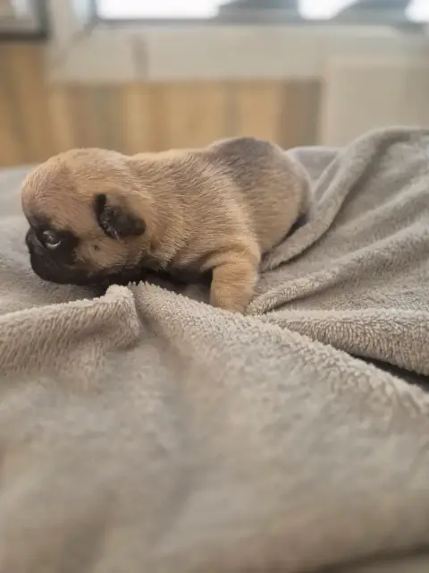 Bouledogue Français  Chiot N°2 Le Domaine D'Oscar photo 3