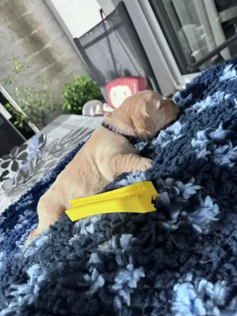 Golden Retriever  Violet De La Fontaine De Ricaud