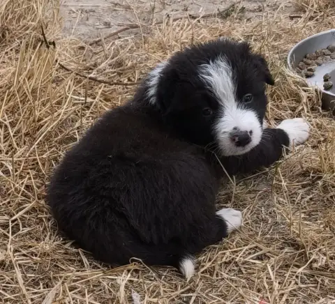 Border Collie
