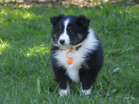 Shetland Sheepdog  Chiot N°2 Du Sapin Vert