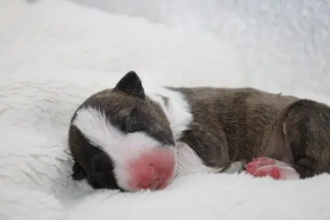 Bull Terrier Miniature  Chiot N°6 De L'Eternel De Gay 5d7fb photo 2