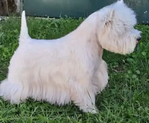 West Highland White Terrier  Chiot 3 Du Clos De La Ma 9e5e3 photo 2