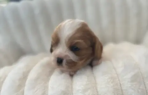Cavalier King Charles Spaniel  Bailla Di Casa Borgo b90a6