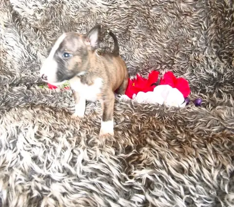 Bull Terrier Miniature  Chiot N°4 Of Secret'S Sources f089a photo 3