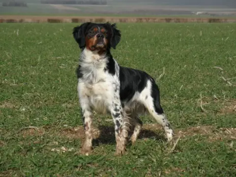 Epagneul Breton  Chiot 4 Des T'Chiots Picards photo 3