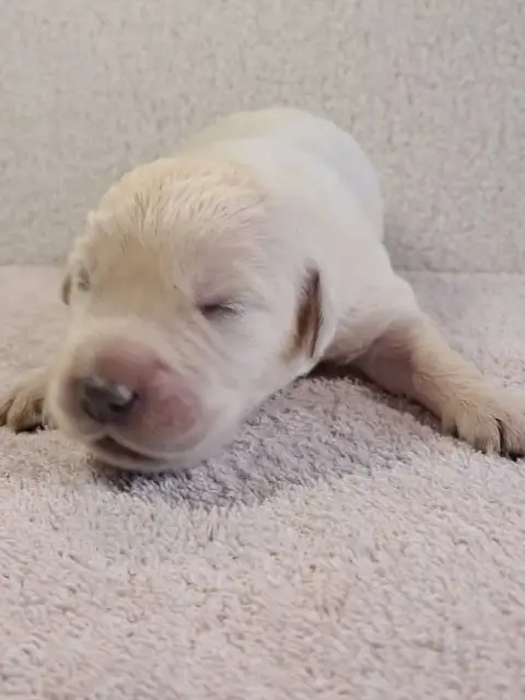 Golden Retriever  Balto Du Royaume D Helfy Du Royaume ef5cf