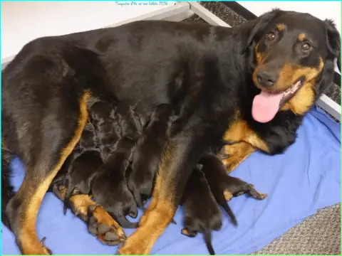 Berger De Beauce  Chiot 5 Du Royaume D'Elsa