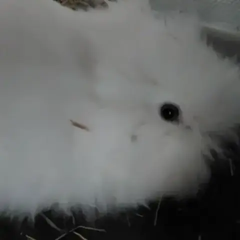 Lapin Nain Angora Pure Race.