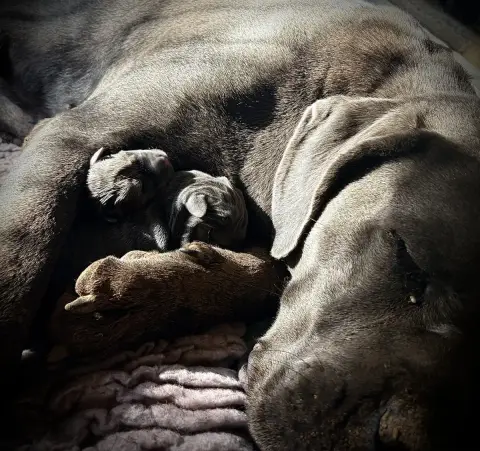Cane Corso 
                        Chiot N°5 Du Mas  f0001