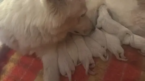 Adopter Berger Blanc Suisse 
                        Chiot 7  eabcd