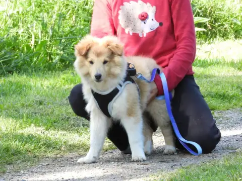 Shetland Sheepdog  Chiot N°2 Du Sapin Vert photo 2