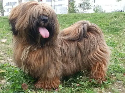 Lhassa Apso  Chiot 4 Des Gardiens Des Reves Sous Dun c29a8 photo 2