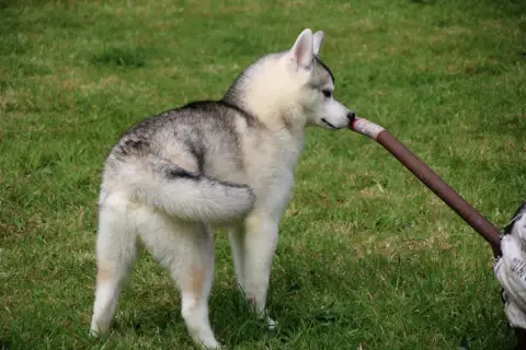 Siberian Husky  M2 Des Legendes Du Triskel photo 3