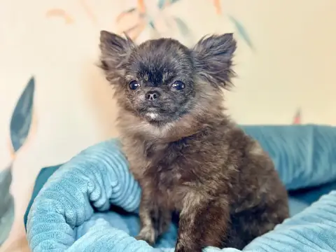 Chihuahua  Héros Mushu Des Minis Bombes photo 2