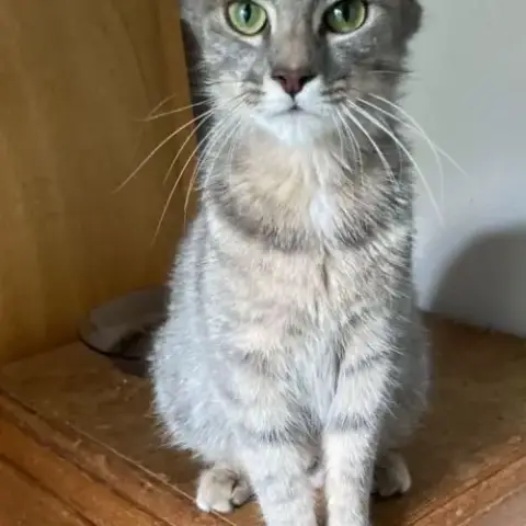 Clemence Jeune Chatte Très Facile À Vivre