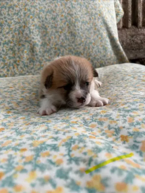 Welsh Corgi Pembroke  Collier Jaune