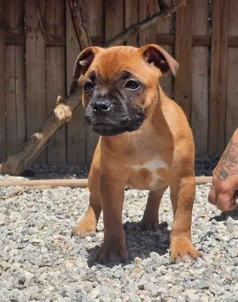 Staffordshire Bull Terrier  Chiot N°6 De La Furia Roj b8315 photo 3