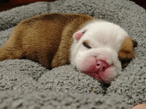 Bulldog Anglais  Big Boy Colossus Rustic Bull'S photo 2