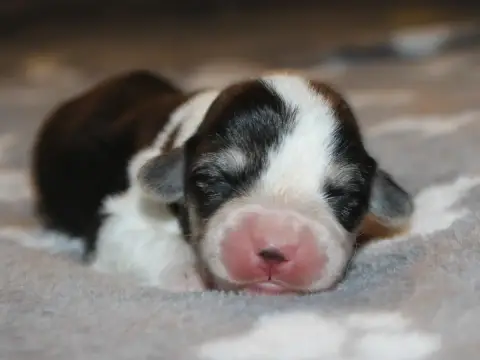 Welsh Corgi Pembroke  Chiot N°7 Du Clos D'Arlequin