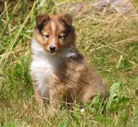Adopter Shetland Sheepdog 
                        Beija Des  f3007