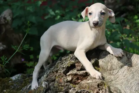 Whippet  Bekham Des Brumes De Brocéliande
