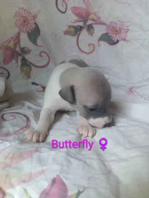 Whippet  Butterfly Hakuna'Matata Kipepeo photo 3