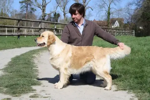Golden Retriever  Mr Blanc De La Tribu De Cochise photo 2