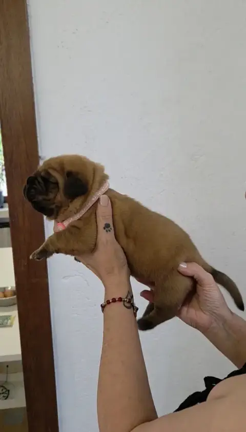 Dogue De Bordeaux 
                        Chiot N°5  0b9f4