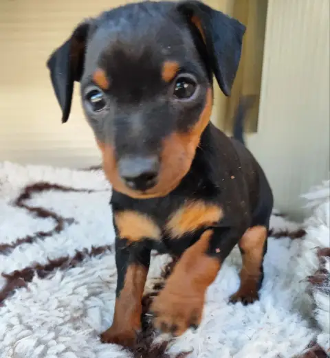 Adopter Pinscher Nain 
                        Bosco Des Pins d17ac