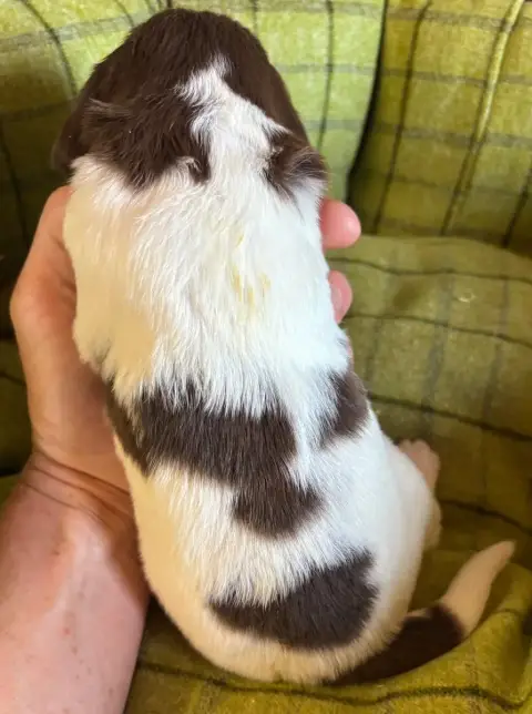 English Springer Spaniel  B.................. Des Eta 0bf8f