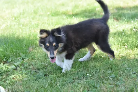 Shetland Sheepdog  Chiot 4 De La Terre De Neaure photo 2