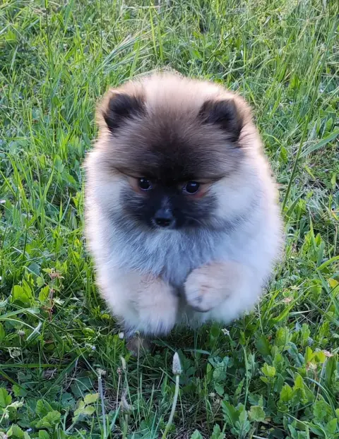 Spitz Allemand  Bonnie Analamanga Cotton Smile photo 3
