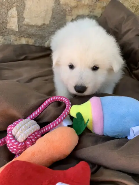 Berger Blanc Suisse  Collier Rose Pale