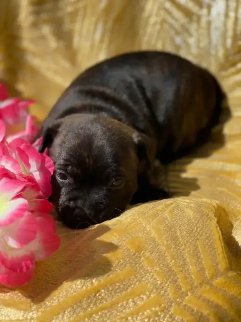 Staffordshire Bull Terrier photo 2