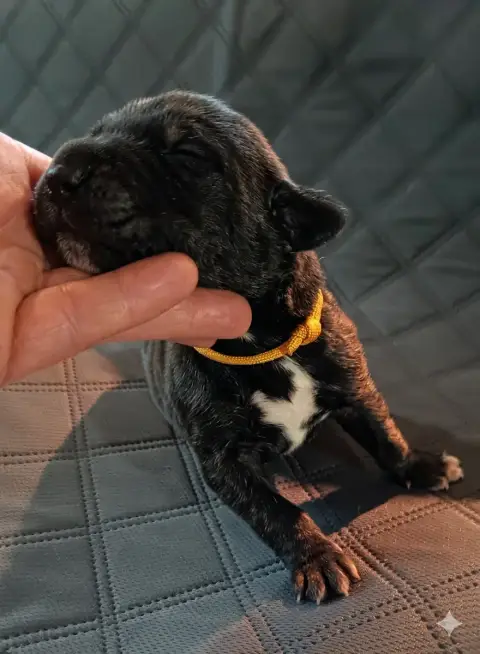 Dogue Allemand  Chiot N°3 Des Terres Du Grazo